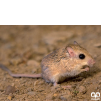 گونه جربیل بلوچی  Baluchistan Gerbil